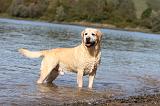LABRADOR 199